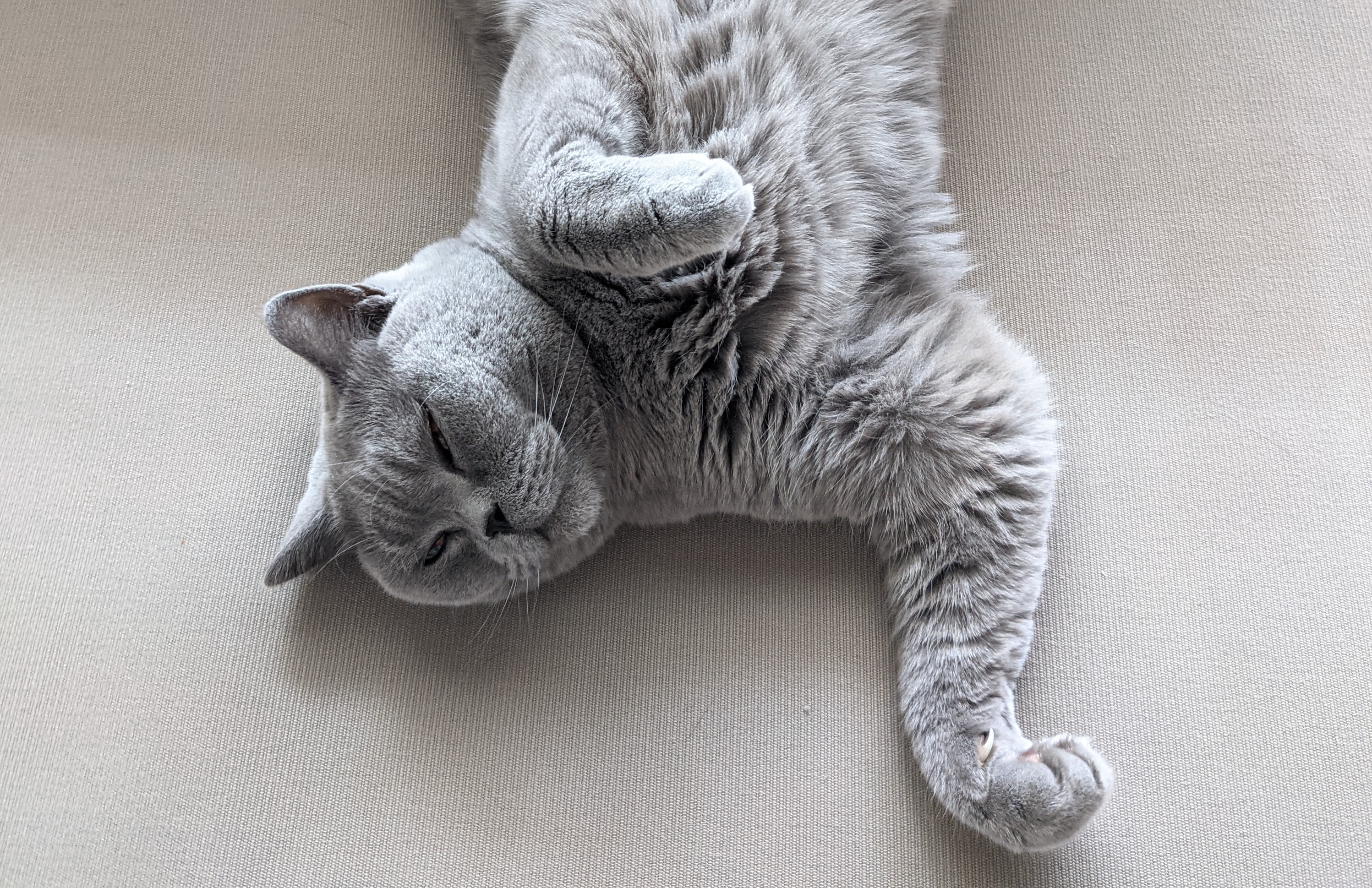 cat-1 cat-1